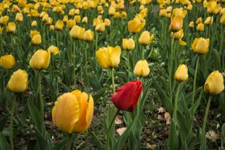 a field of daffodils
