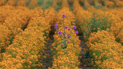 field of yellow flowers with one purple flower in the middle