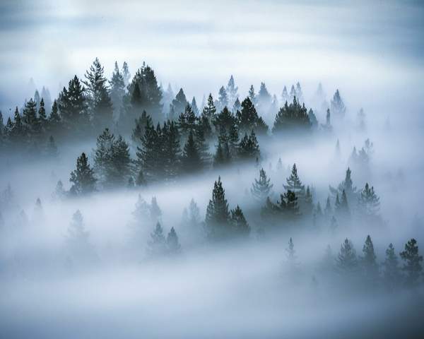 the ethics of communication thick fog amongst the tree tops