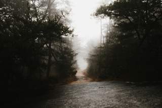 misty path in a forrest