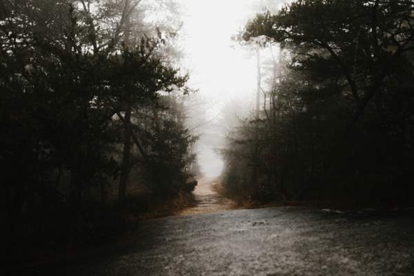 a misty path in a forrest